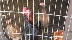 Rhode Island Resident Pleads Guilty to Animal Cruelty