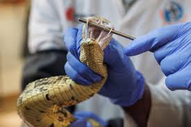 Traditional remedies fail to save 14-year-old snakebite